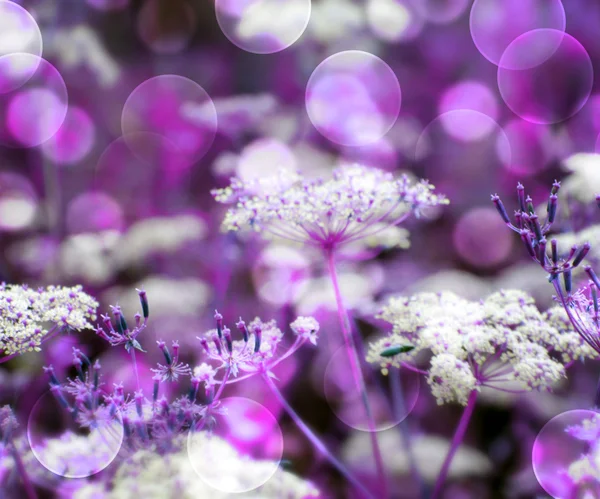 Violet wilde bloemen achtergrond — Stockfoto