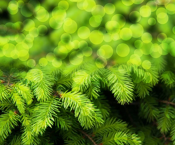 Christmas Fir Green Abstract Background — Stock Photo, Image