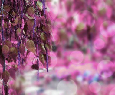 Menekşe doğa arka plan