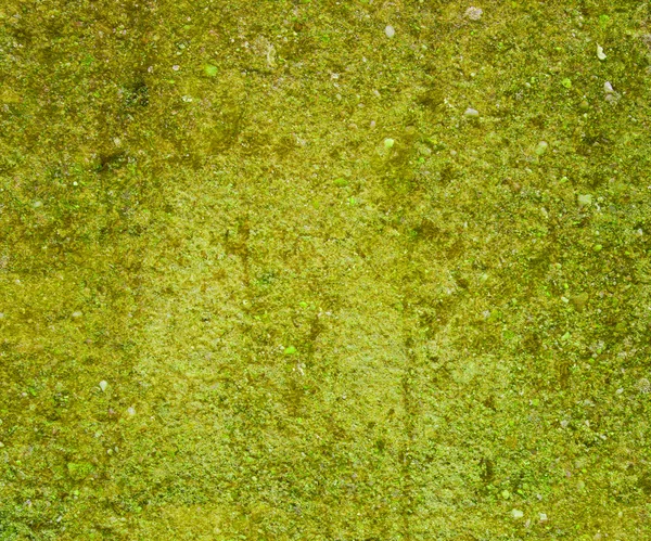 Grunge groene mos muur achtergrond — Stockfoto