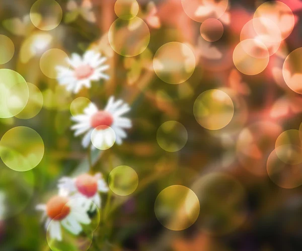 Blumen Bokeh Hintergrund — Stockfoto