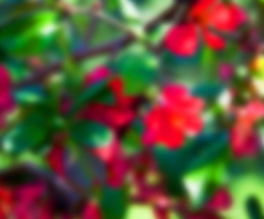 bulanık çiçek arka plan