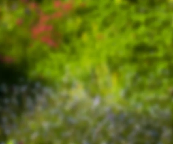 Blurry Photo Green Background — Stock Photo, Image