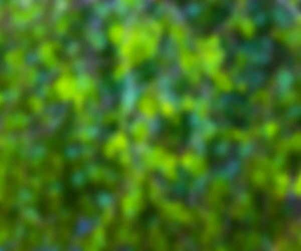 Zelená rozmazané Foto pozadí — Stock fotografie