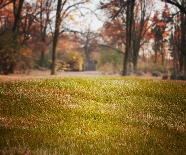 Eenvoudige gras achtergrond — Stockfoto