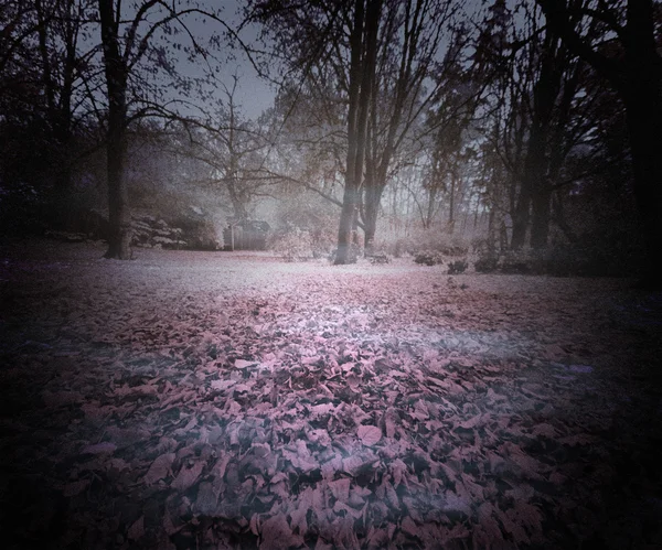 暗い森の背景 — ストック写真