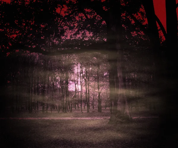 暗い森の背景 — ストック写真