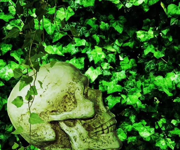 Poison Ivy — Stock Photo, Image