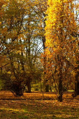 sonbahar park sokakta