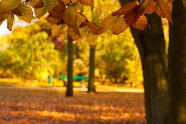 Höst i parken — Stockfoto