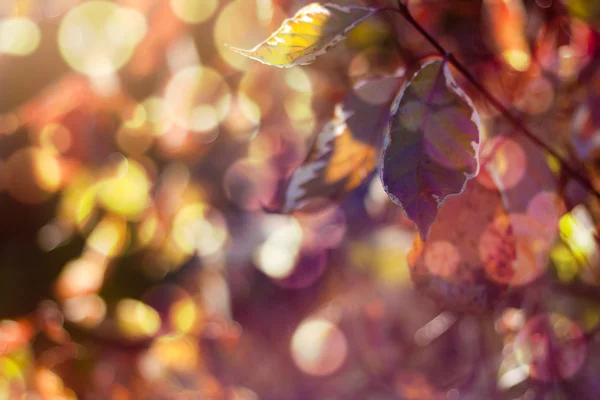 Bokeh podzimní listí — Stock fotografie