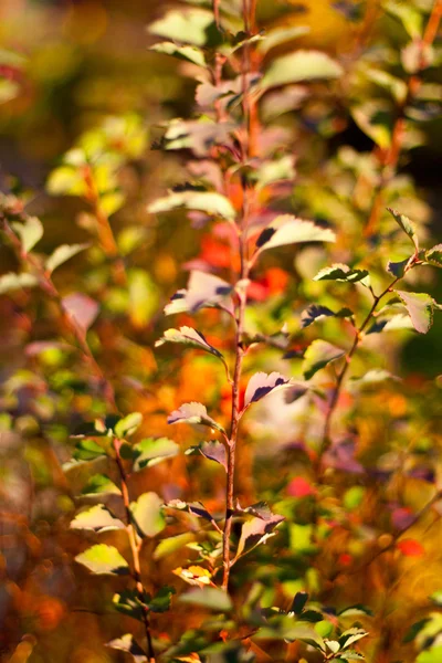 Snítka podzimní park — Stock fotografie