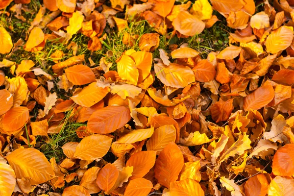 Herfstbladeren in het park — Stockfoto