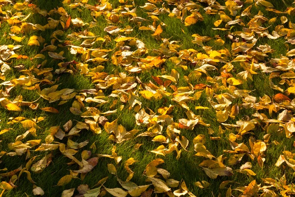 Herfstbladeren — Stockfoto