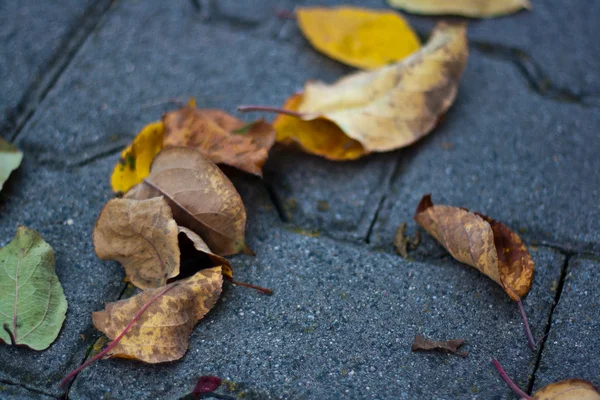 Herfstbladeren — Stockfoto