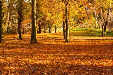 Park altın sonbahar