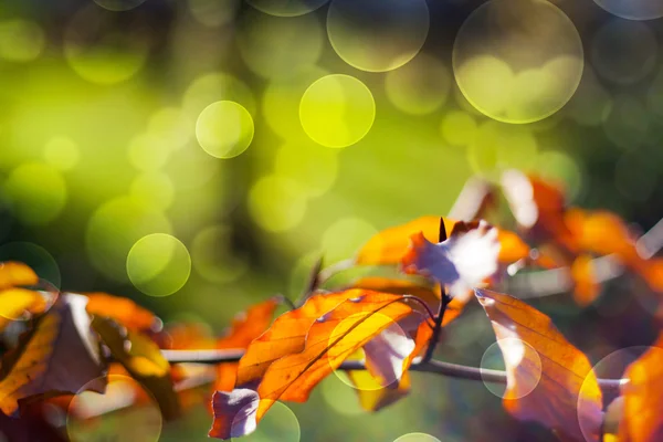 Podzimní listí bokeh — Stock fotografie