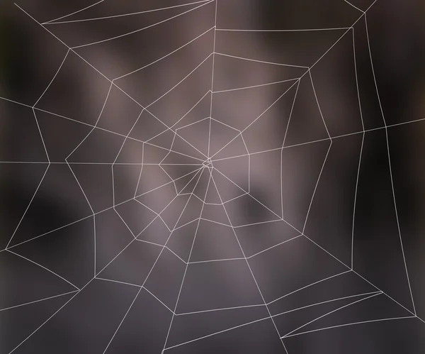 Spider Web Background — Stock Photo, Image
