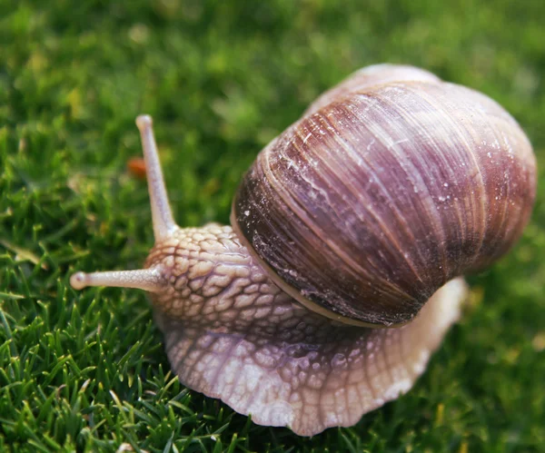 Snail — Stock Photo, Image