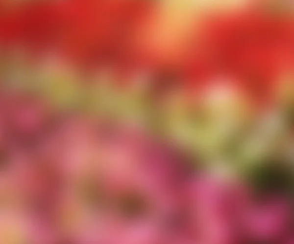 Blurred Flowers Photo — Stock Photo, Image