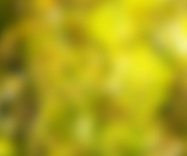 Nature Blurred Photo — Stock Photo, Image