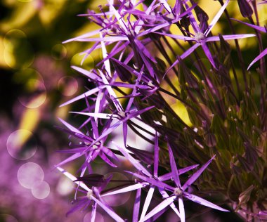 Bahar fotoğraf geçmiş