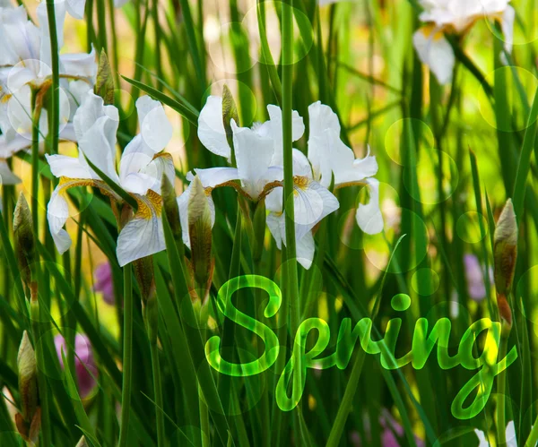 Frühling Foto Hintergrund — Stockfoto