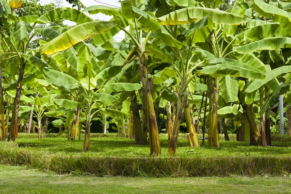 バナナの木 ストック写真