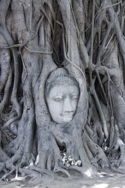 Buddha huvud — Stockfoto