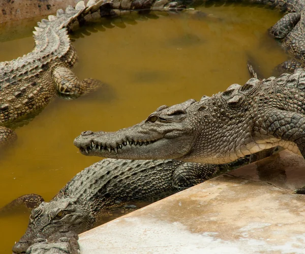 Crocodiles in water — Stock Photo, Image