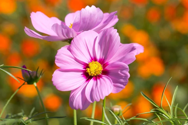 コスモスの花 — ストック写真