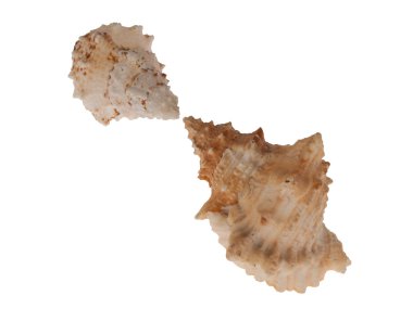 güzel deniz kabukları