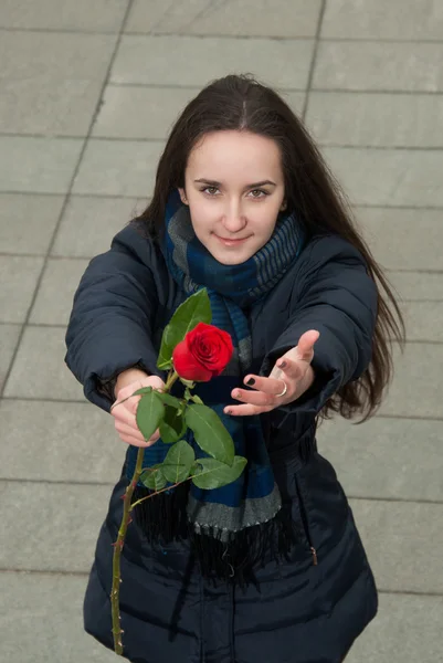 Buena chica quiere felicitar con rosa roja —  Fotos de Stock