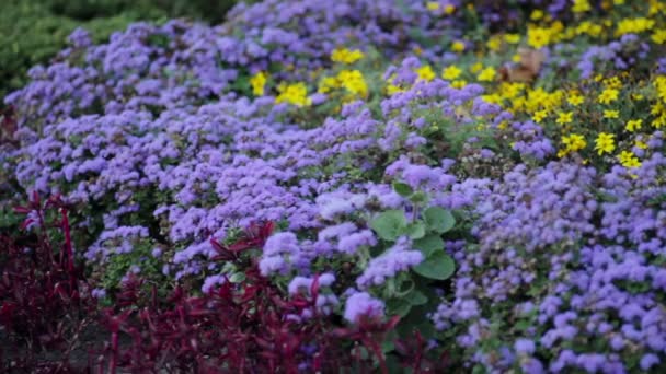 Фиолетовые и желтые цветы на клумбе — стоковое видео