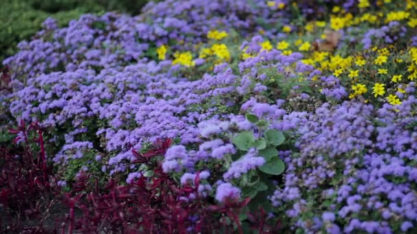 Flores moradas y amarillas en el macizo de flores — Vídeo de stock