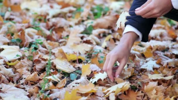 Girl gathers yellow leaves in autumn — Stock Video