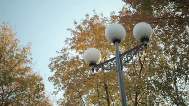 Parc d'automne avec arbres jaunes — Video