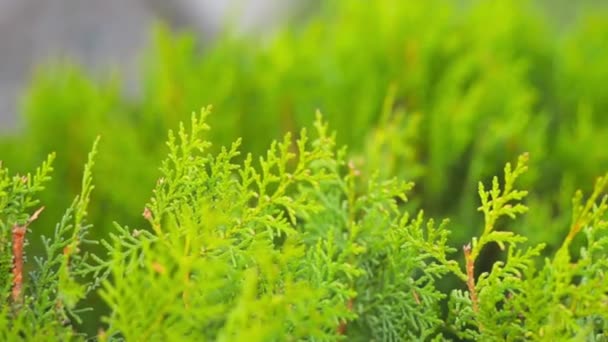 Sapin vert avec un fond flou 