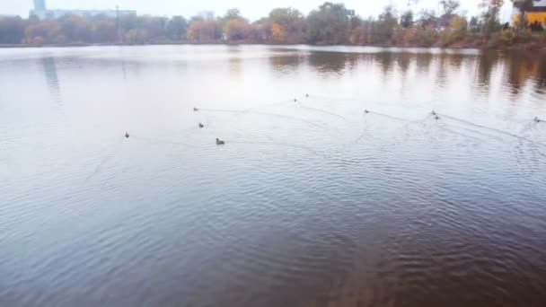 Podzimní město a řeku s plovoucí kachny — Stock video