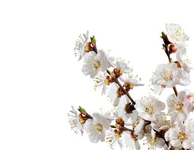 Bahar çiçekli beyaz zemin üzerine izole