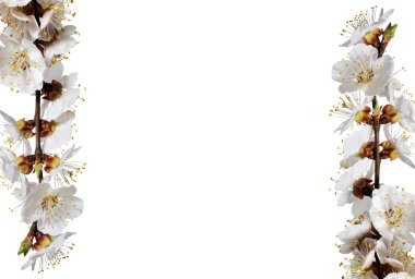 Bahar çiçekli beyaz zemin üzerine izole