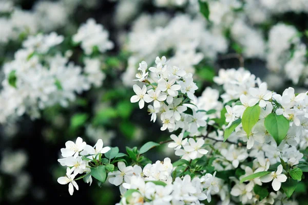 Flores de cerezo de primavera — Foto de Stock