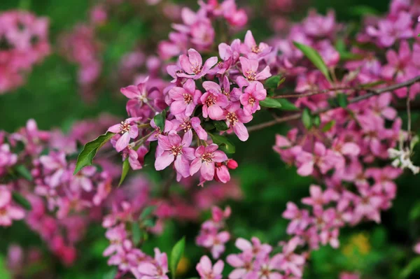 Pink apple blossoms in spring — Stock Photo, Image