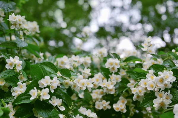 Jasmine white flowers on a tree with dew drops — Stock Photo, Image