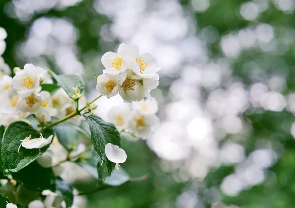 Jasmin fleurs blanches sur un arbre avec des gouttes de rosée — Photo