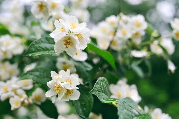 Jasmin fleurs blanches sur un arbre avec des gouttes de rosée — Photo