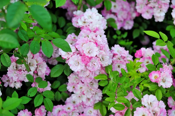 Mooie tuin rozen — Stockfoto