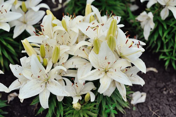 Fleurs de lys dans un jardin — Photo