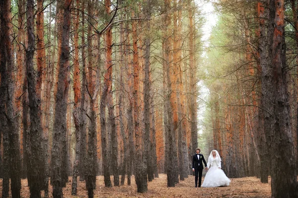 Bride and groom in a pine forest in autumn — Stock Photo, Image