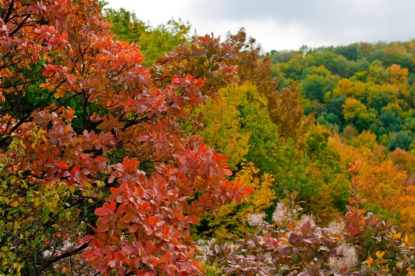 Nice Forest in a Autumn — Stock Photo, Image